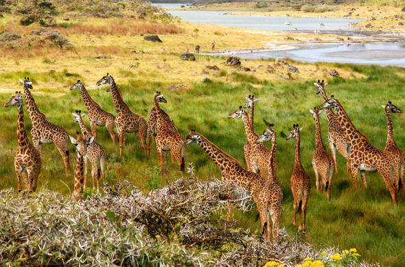 Day Safari to Arusha National Park