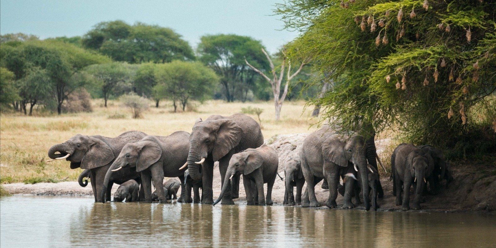 Day Safari to Tarangire National Park